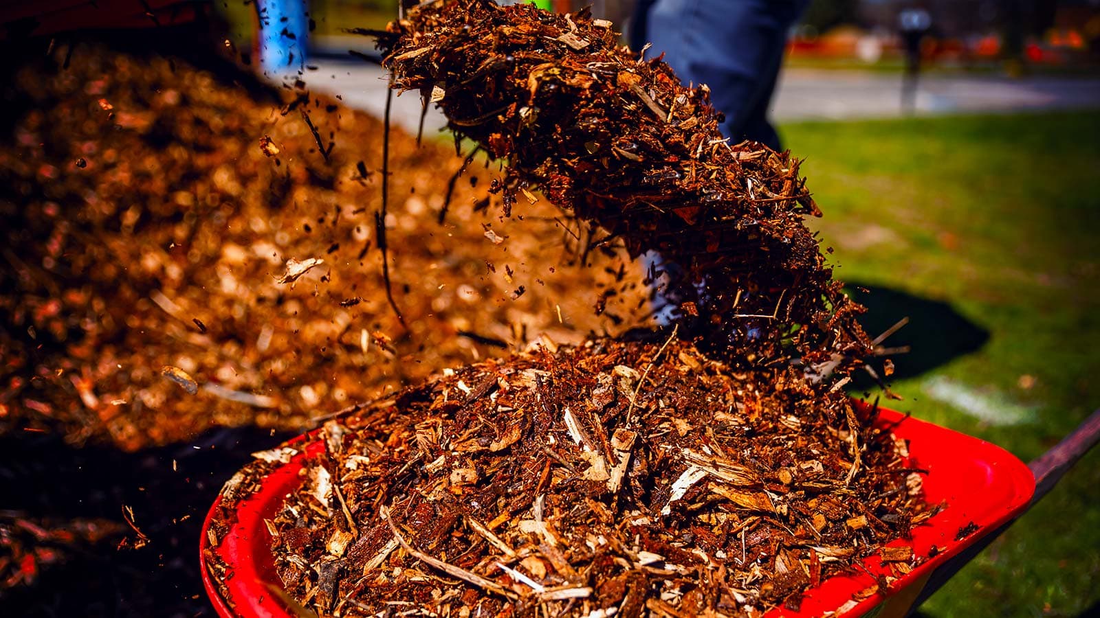 The Joy of Planting Native Trees in Durham, North Carolina