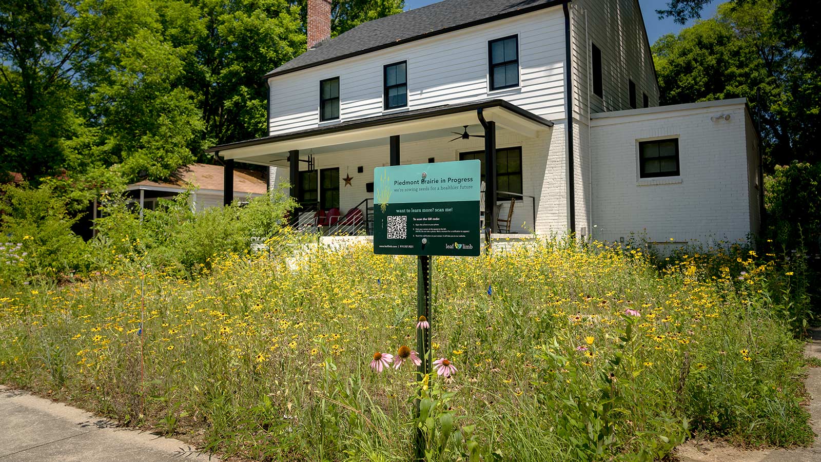 Native Piedmont Prairie replacing a traditional turf lawn in front of a home.