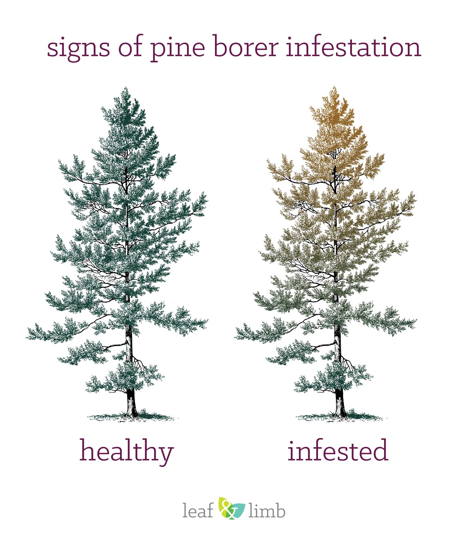 Pine Borer