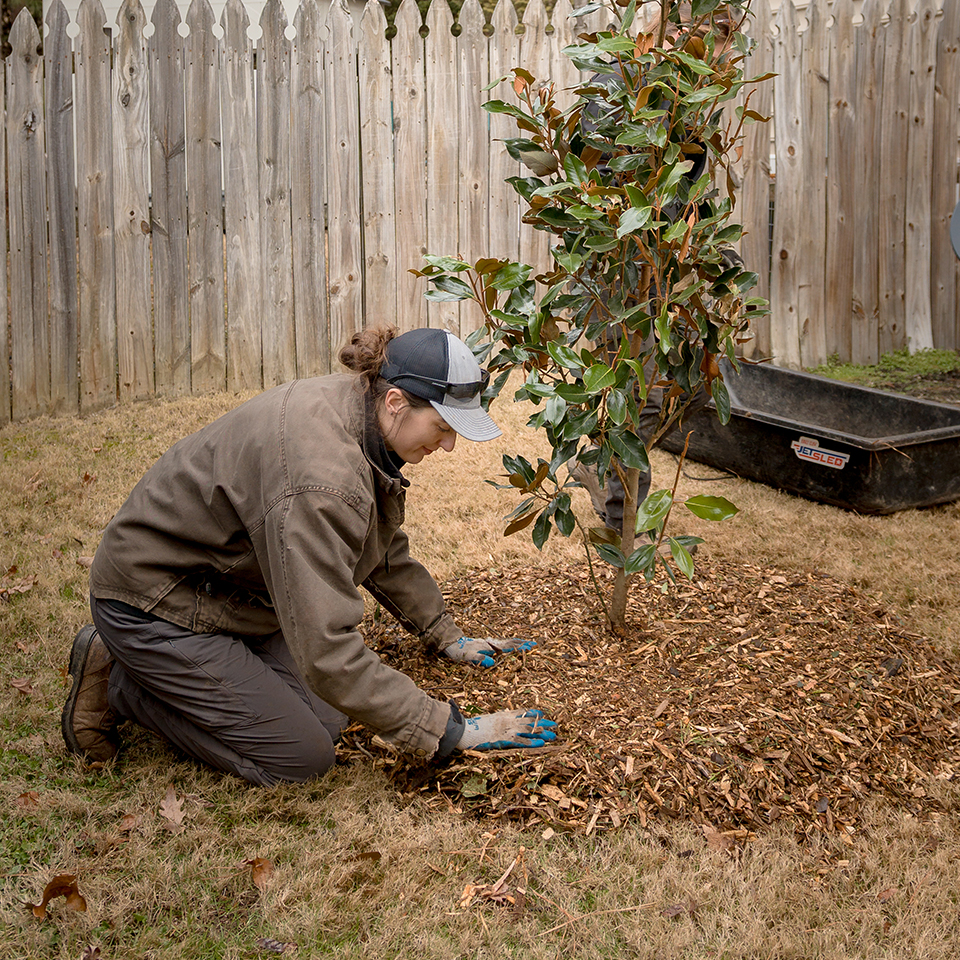 Wood chip mulch spread around the root zone of a tree