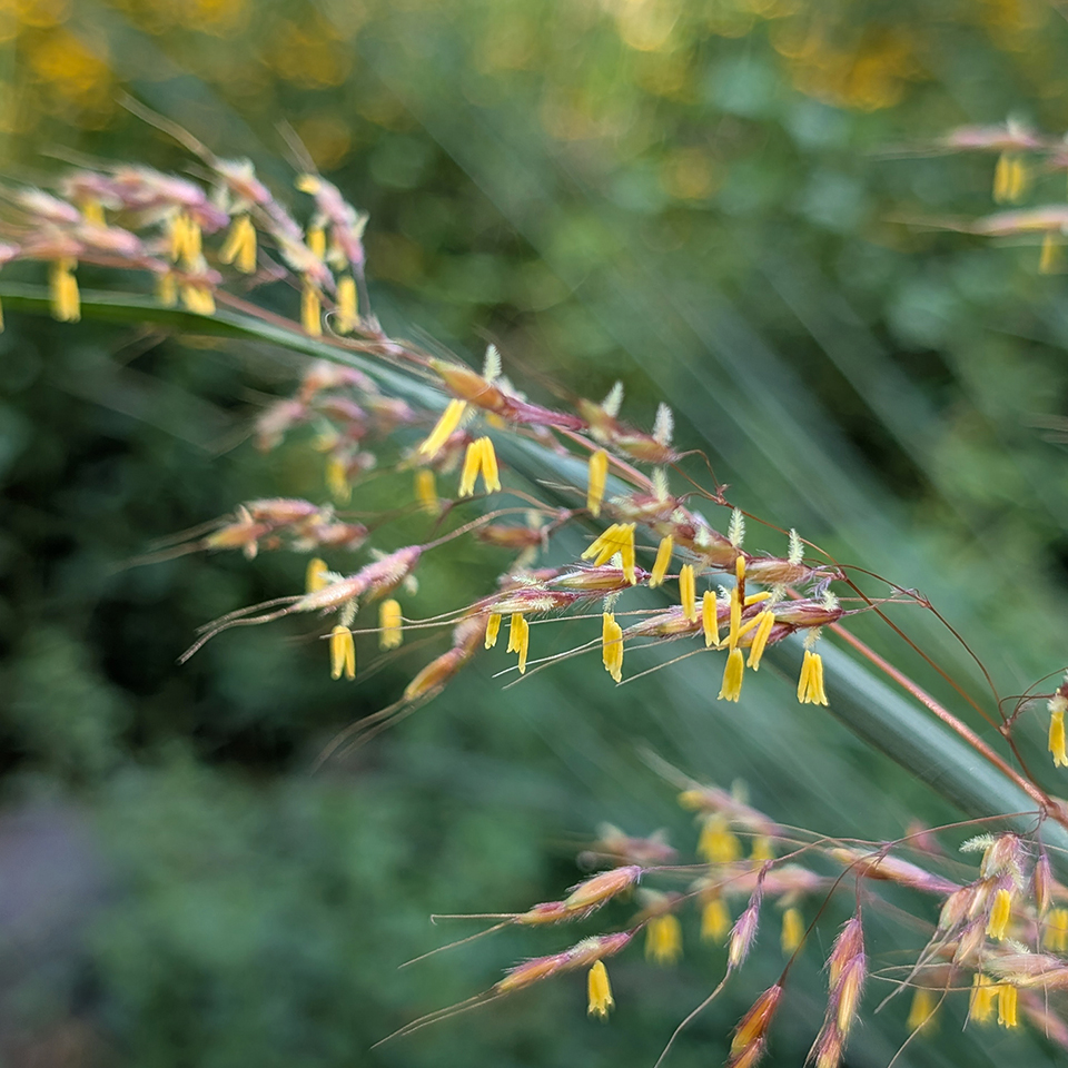 Tall summer grasses dangling pollen in the wind