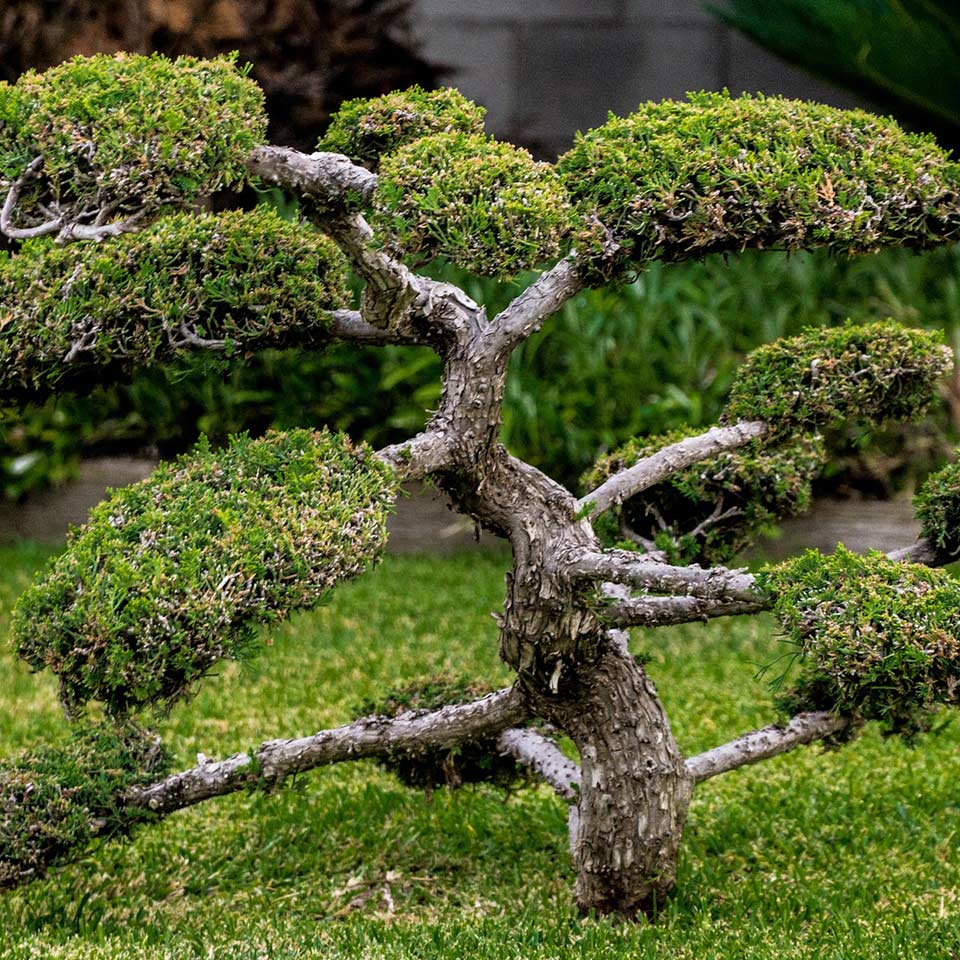 Tree with strong structure after proper pruning