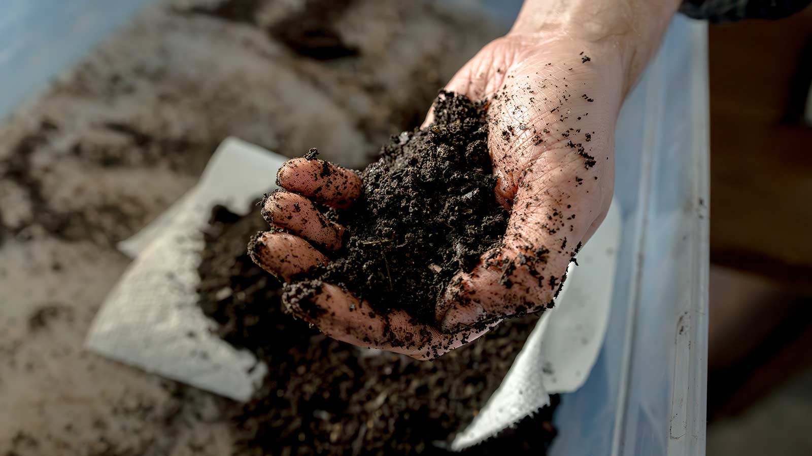A handful of dark, crumbly finished compost.