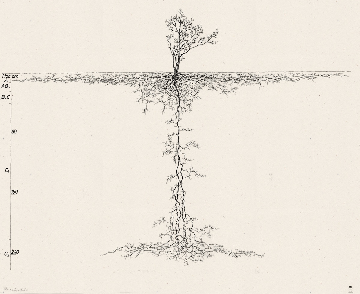 Tree Root Structure Leaf Limb Tree Root Structure Leaf Limb