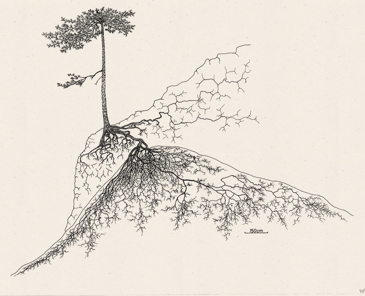 Two black pines <em>(Pinus nigra)</em> with radically different root structures based on their location