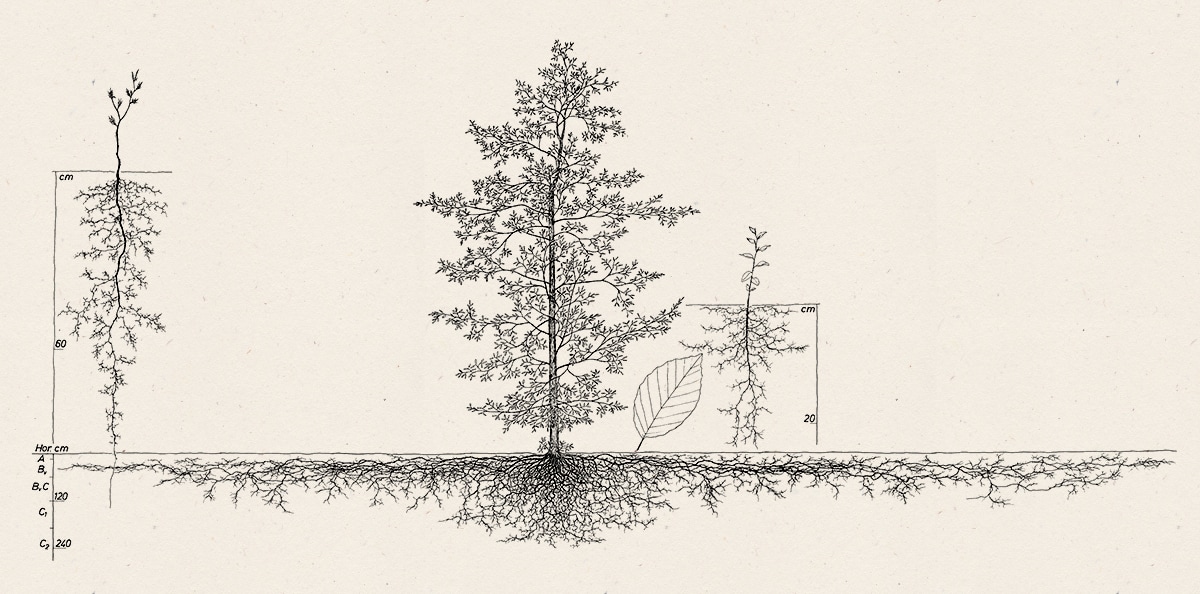 This European beech <em>(Fagus sylvatica)</em>, has a shallow root system typical of its species