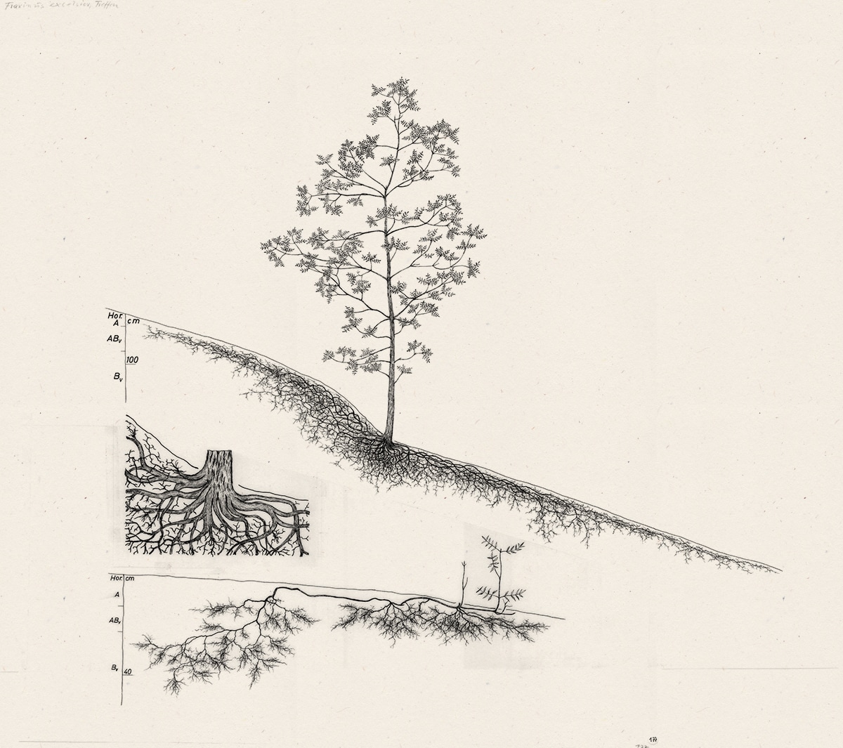 A European ash <em>(Fraxinus excelsior)</em> with an early stage of development pictured beneath. Note how the younger ash has already put out extensive roots on its uphill side