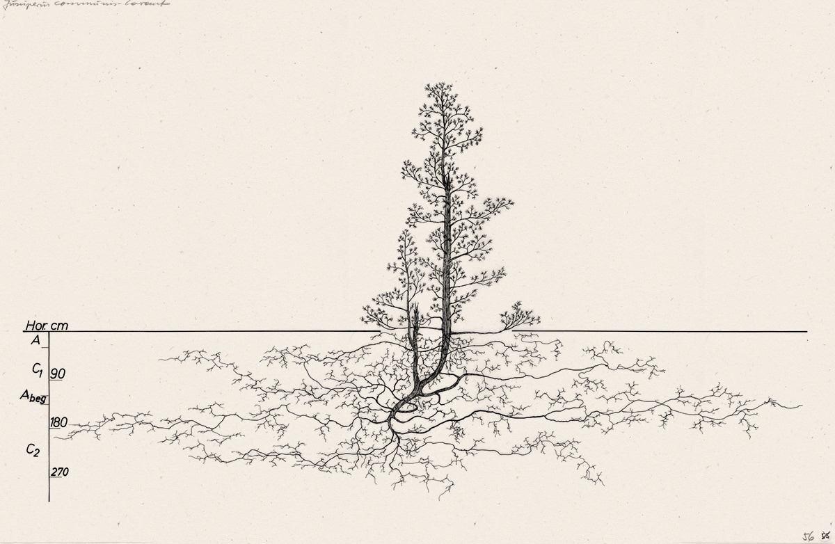 The common juniper <em>(Juniperus communis <span class='text-regular'>ssp.</span> communis)</em> can take a wide range of forms, from creeping groundcover to upright tree. This individual exhibits a more upright growth habit. 