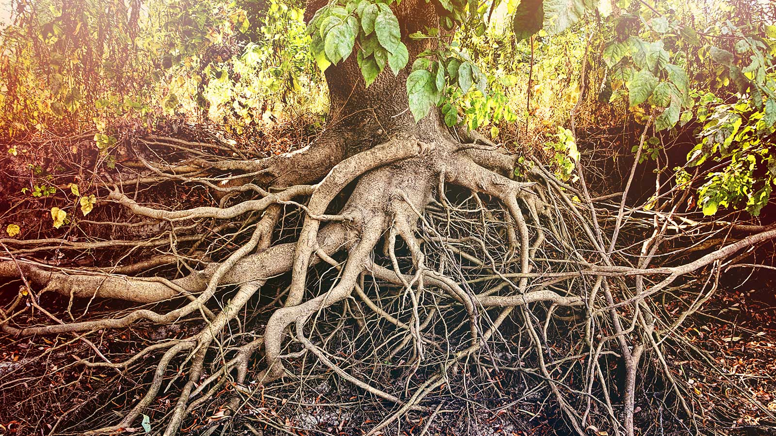 Tree roots and sidewalk management techniques for property protection.