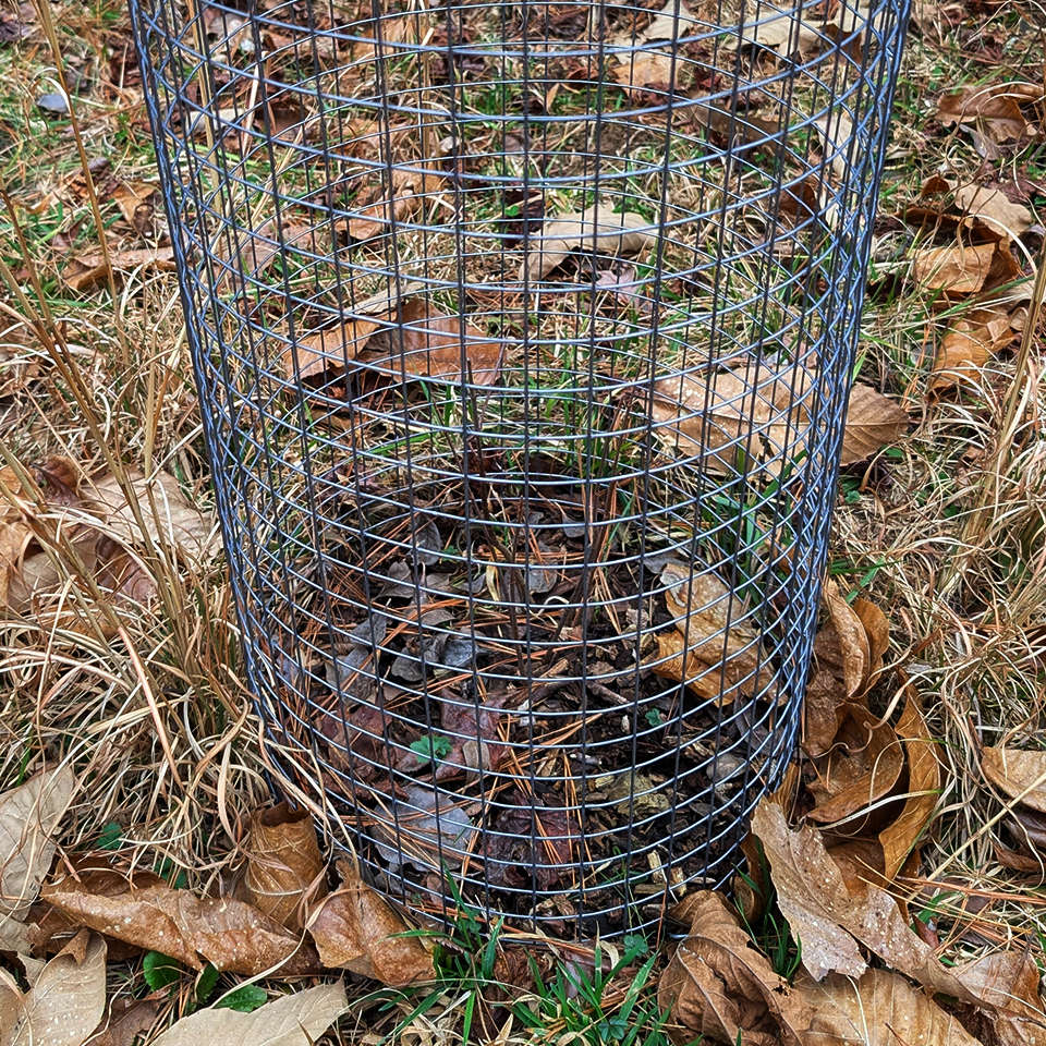 Newly planted sapling in a cage.