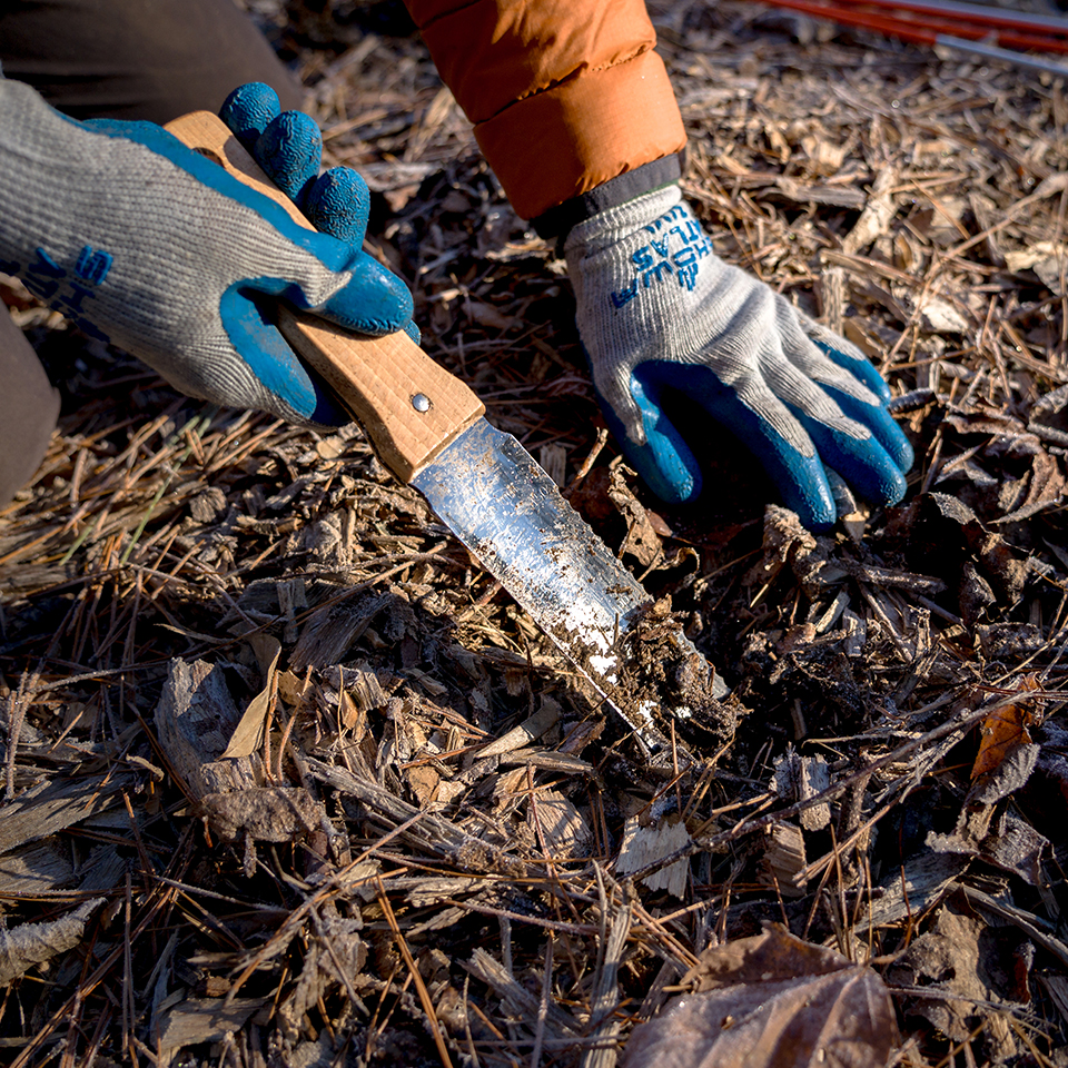 Shovel opening a small planting wedge in the soil for a sapling.