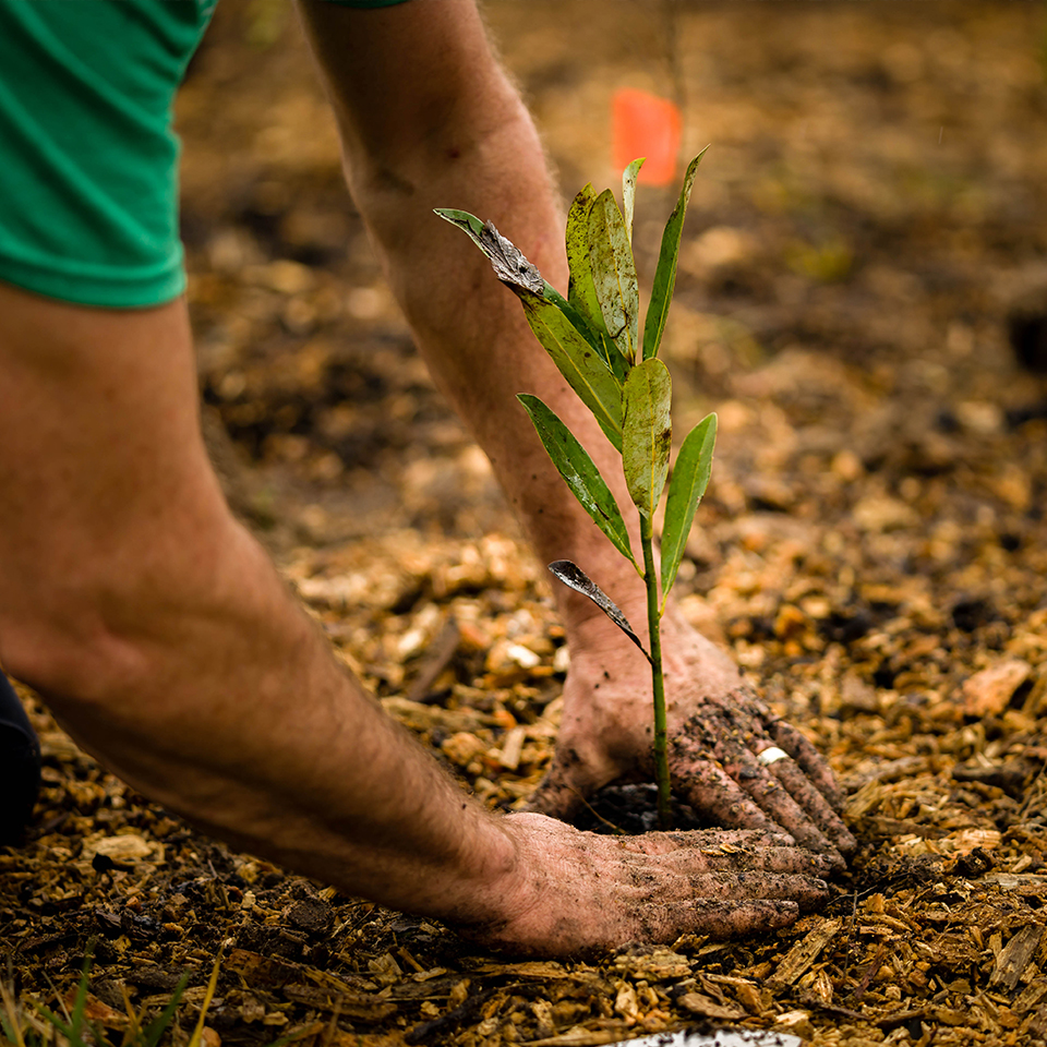 Sapling with intact taproot and side roots ready for planting.