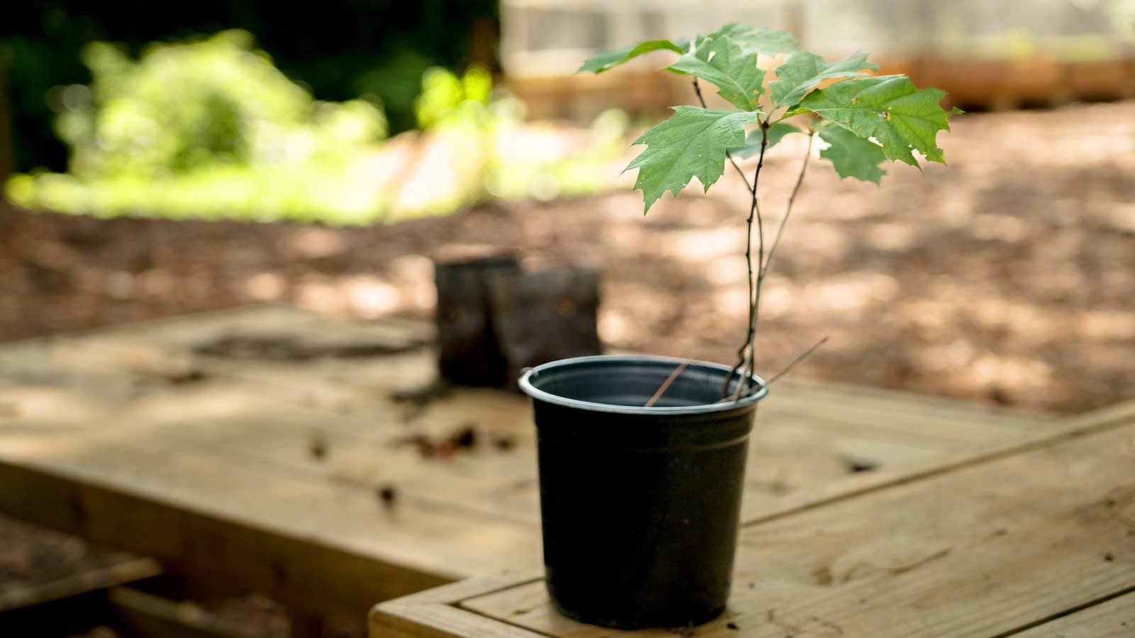 Young native tree saplings ready for planting in a landscape.