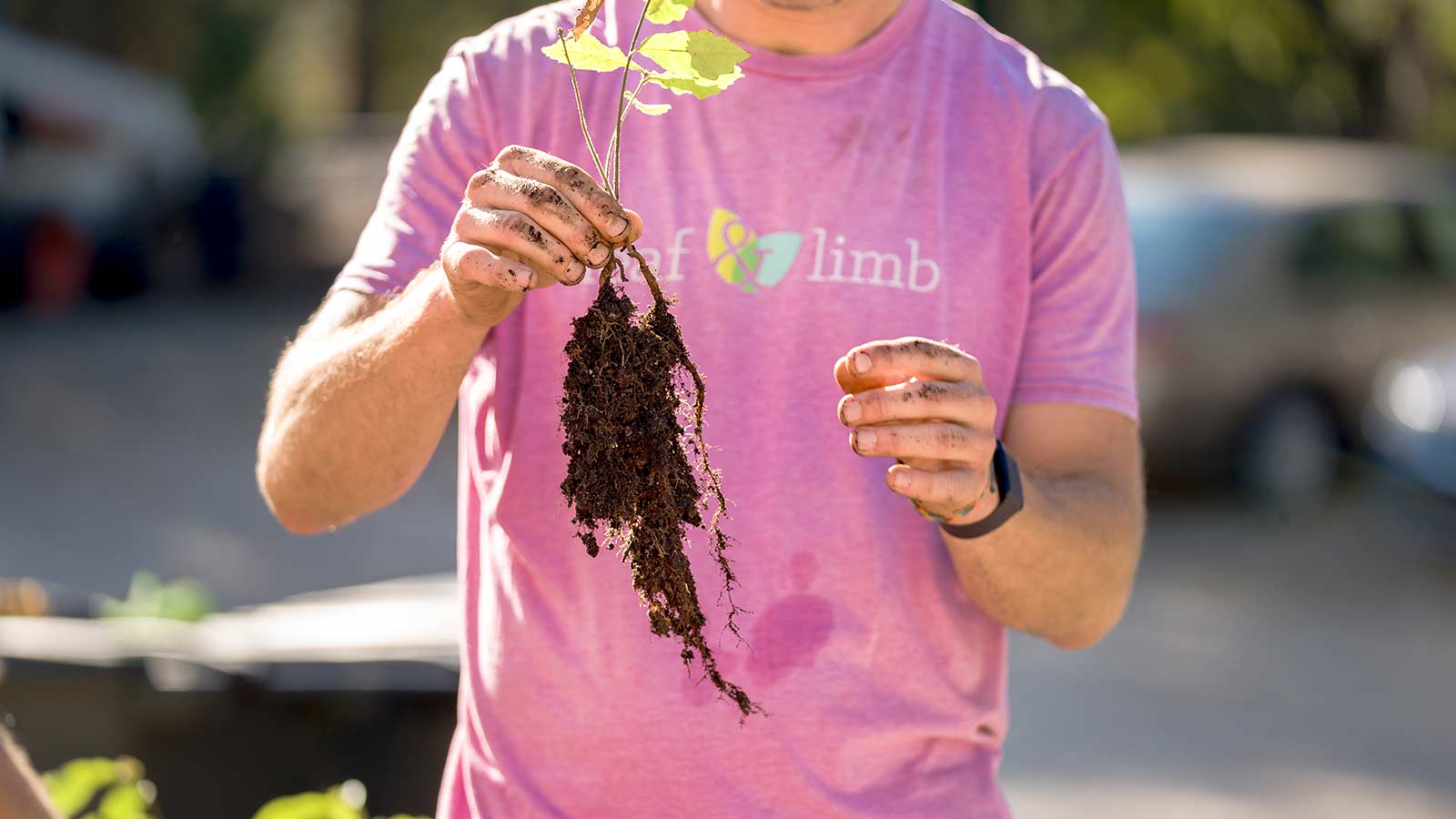 Young tree sapling with healthy root system ready for planting.
