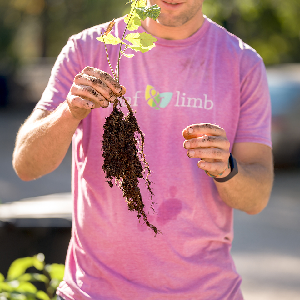 Young sapling with healthy root system