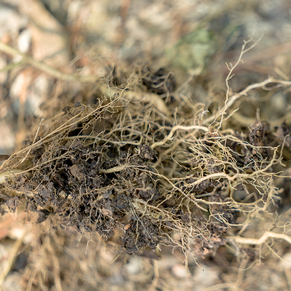 Sapling root system.