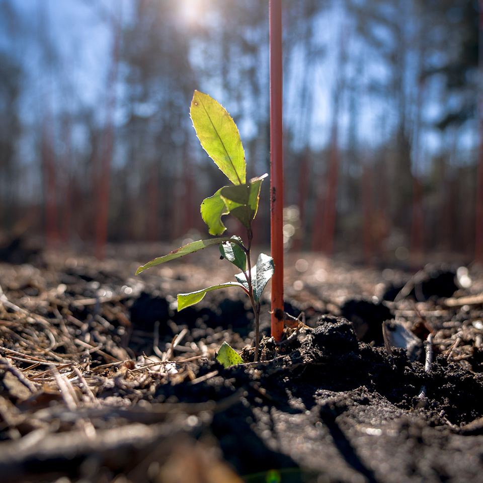 Stake near a nearly planted sapling.