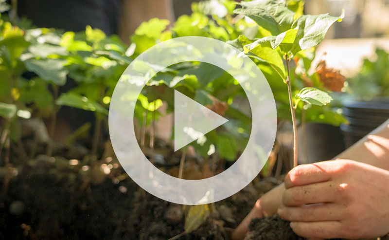 Saplings in an air pruning box.