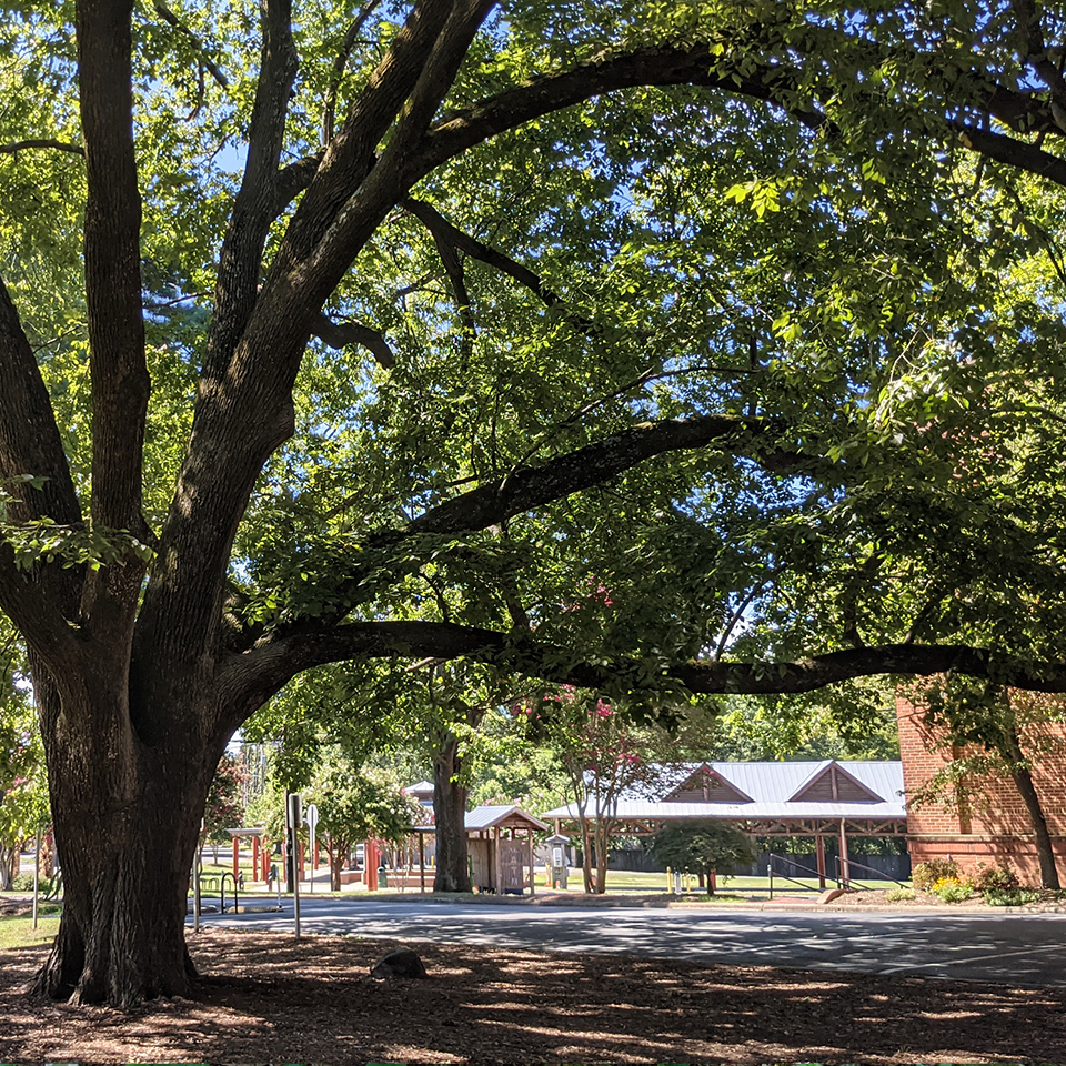 A long, heavy limb extending far beyond the rest of a tree's canopy