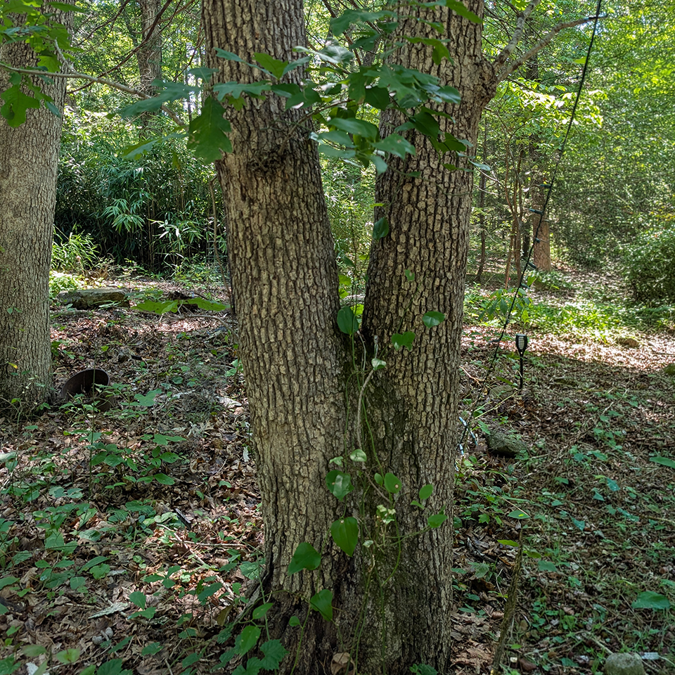 A tree with multiple trunks of similar size