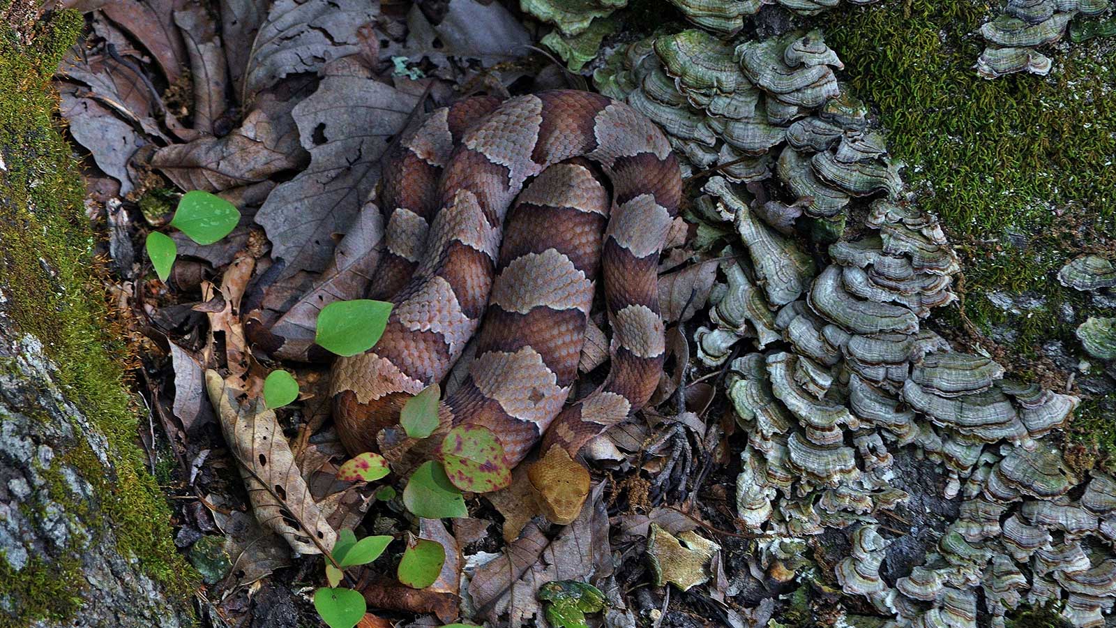 Snakes in natural habitat, important for ecosystem balance.