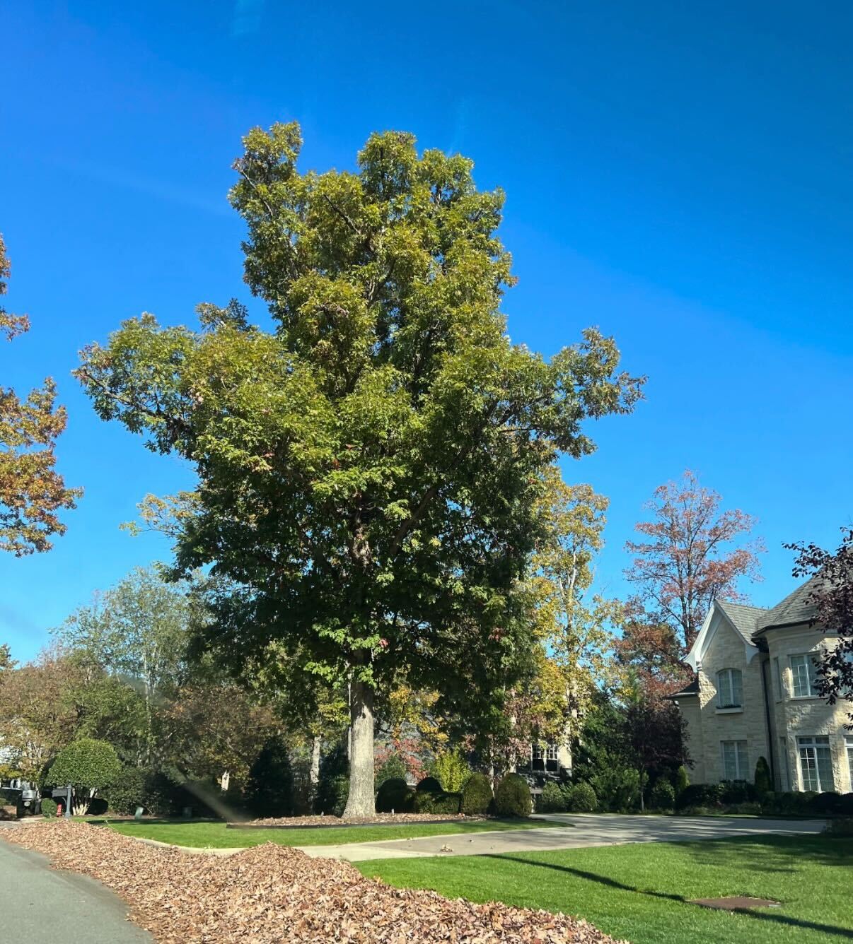 The same white oak with a full, vigorous canopy and an expanded mulched soil bed