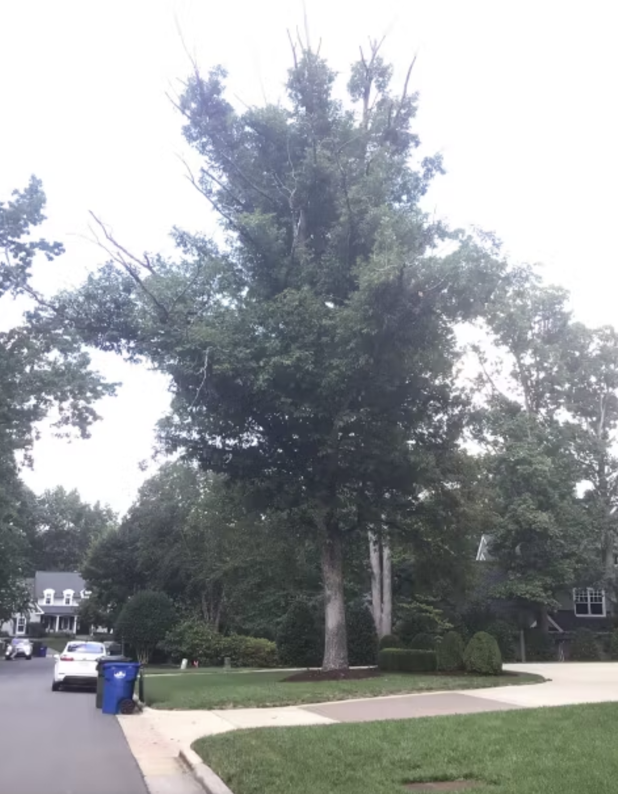 Large white oak with thinning canopy and dead branch tips before treatment