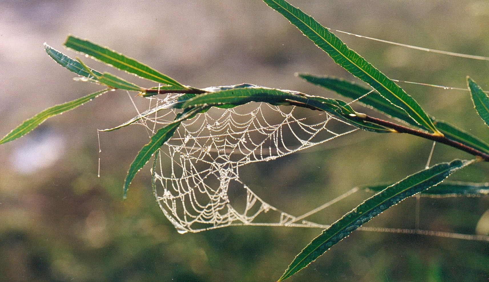 dewy spider web sparkles at dawn