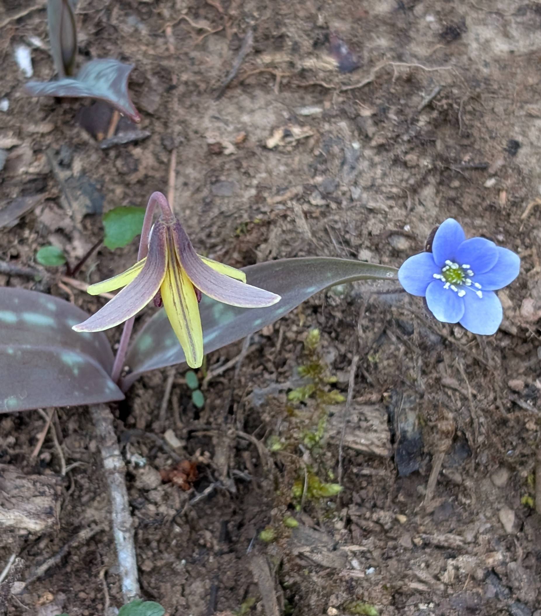spring ephemerals