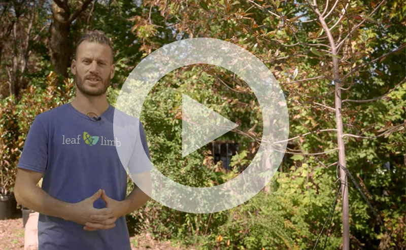 Arborist demonstrating structural pruning on a young tree