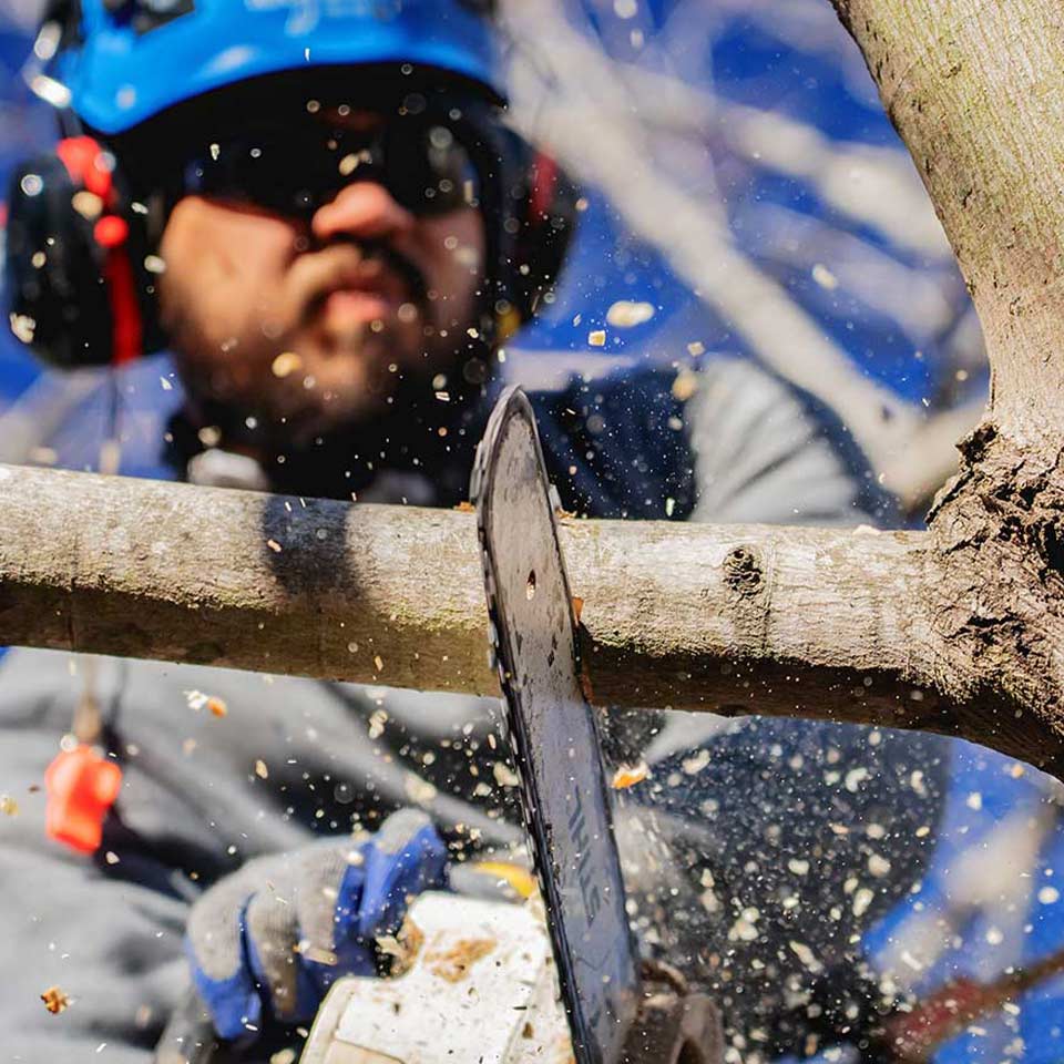 Pruning with chainsaw in tree.