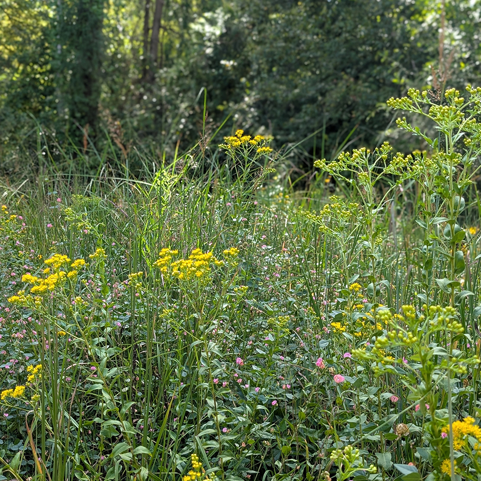 Goldenrod