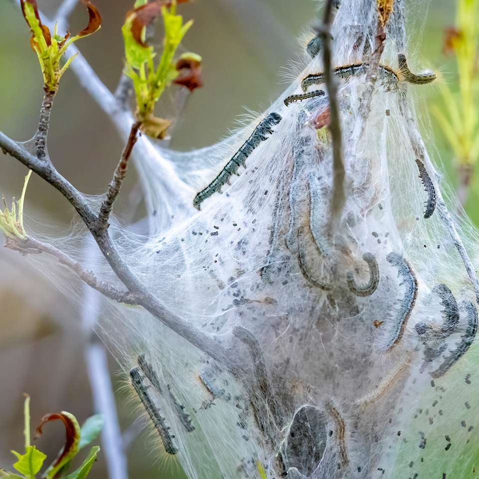 Some species of day-feeding caterpillars, particularly fall webworm and eastern tent caterpillar, protect themselves from predators by making a woven tent to feed inside. They proceed to chew leaves, but the perceived problem is mostly aesthetic. Healthy trees can easily withstand feeding. If you are concerned about them, poke the nests with a stick to open them up, and letting birds feed on them is probably all that's needed.