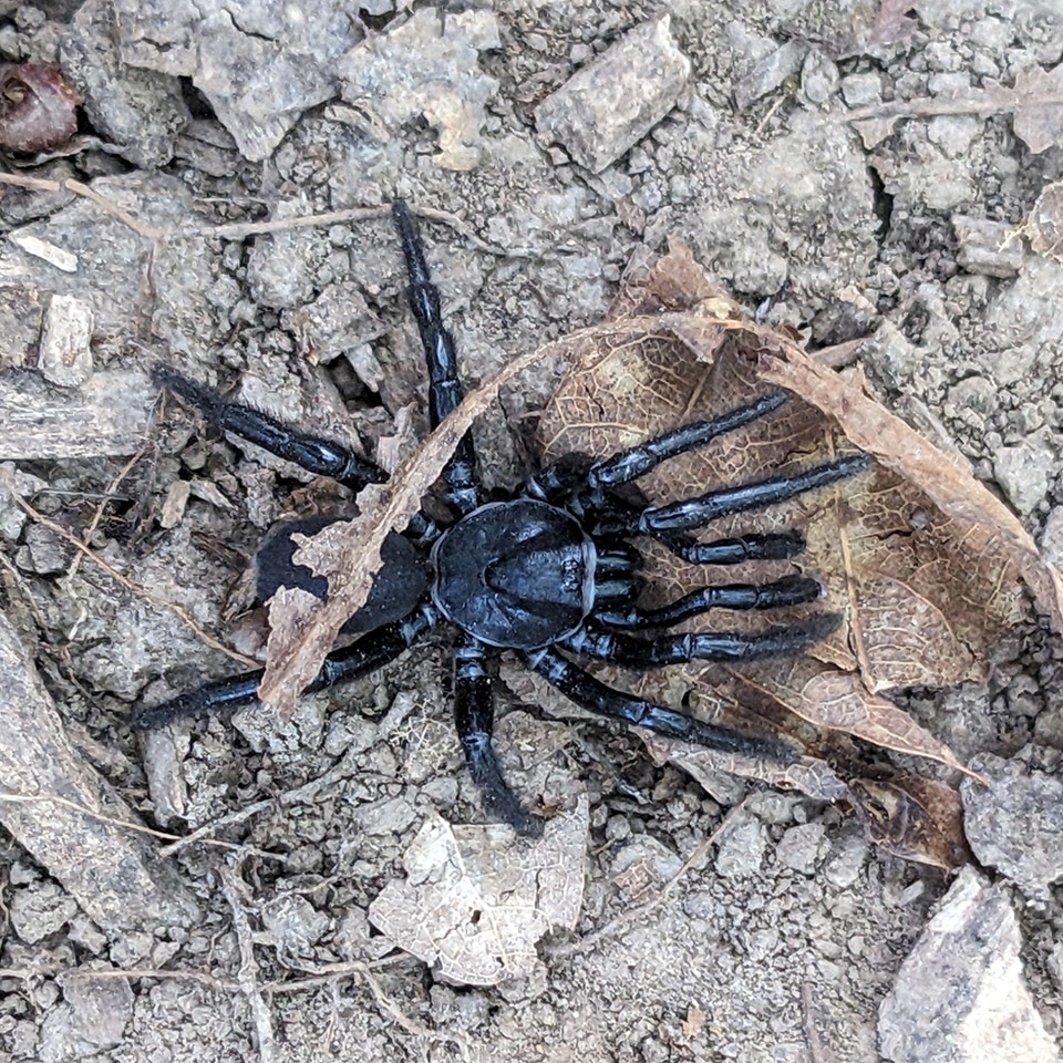 Trapdoor spider burrow in ground