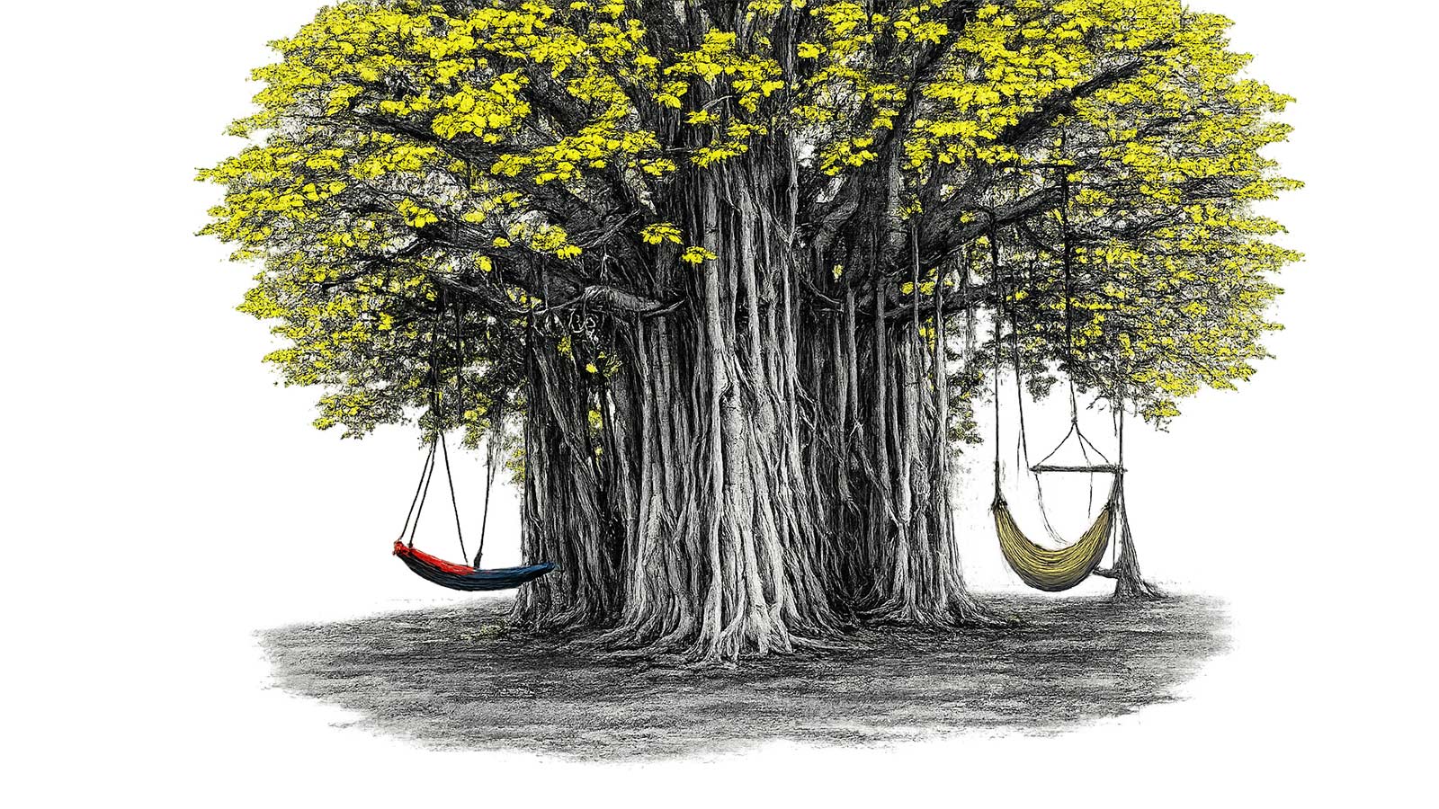 a banyan tree with a swing and a hammock