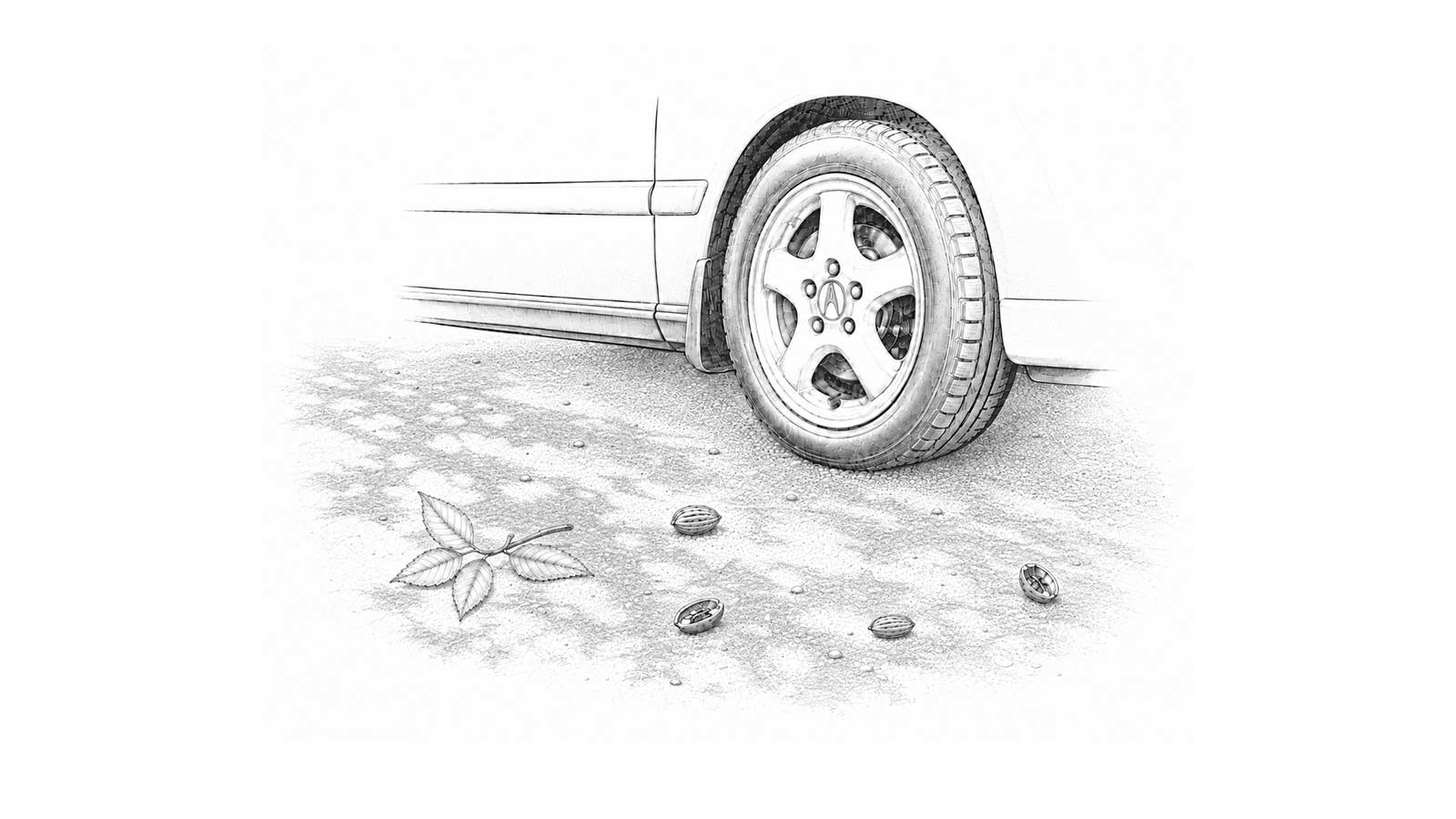 pecans under a tire on a gravel driveway