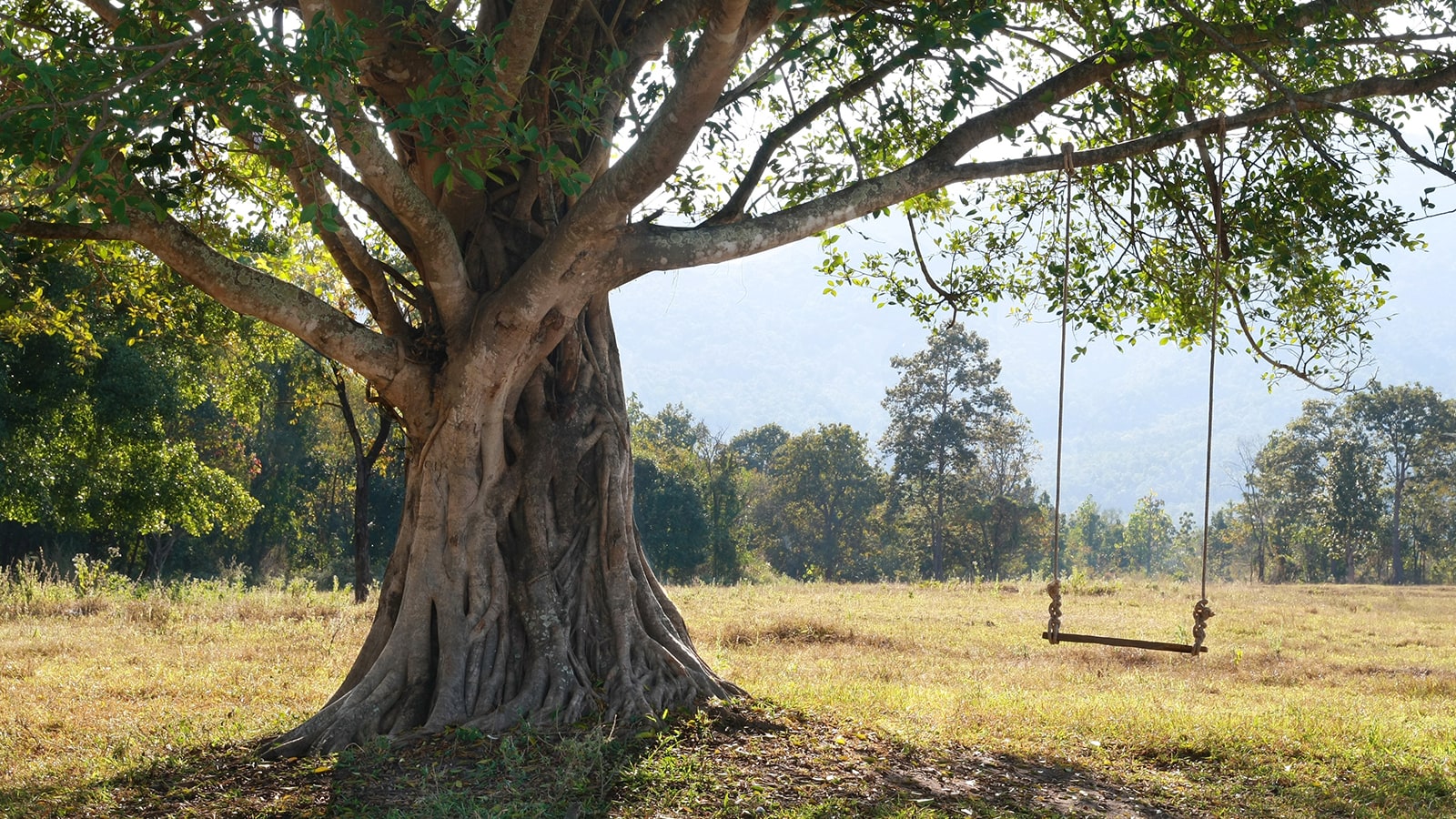 How to Select a Safe Branch for a Tree Swing - Leaf & Limb