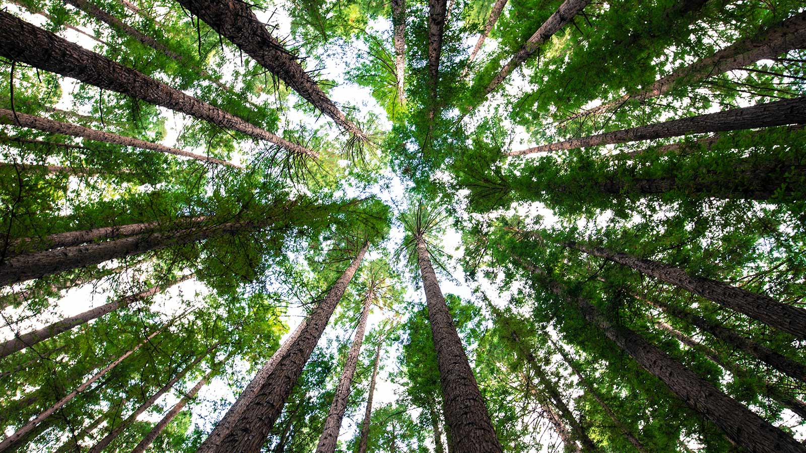 Healthy trees growing together, symbolizing healing for Earth.