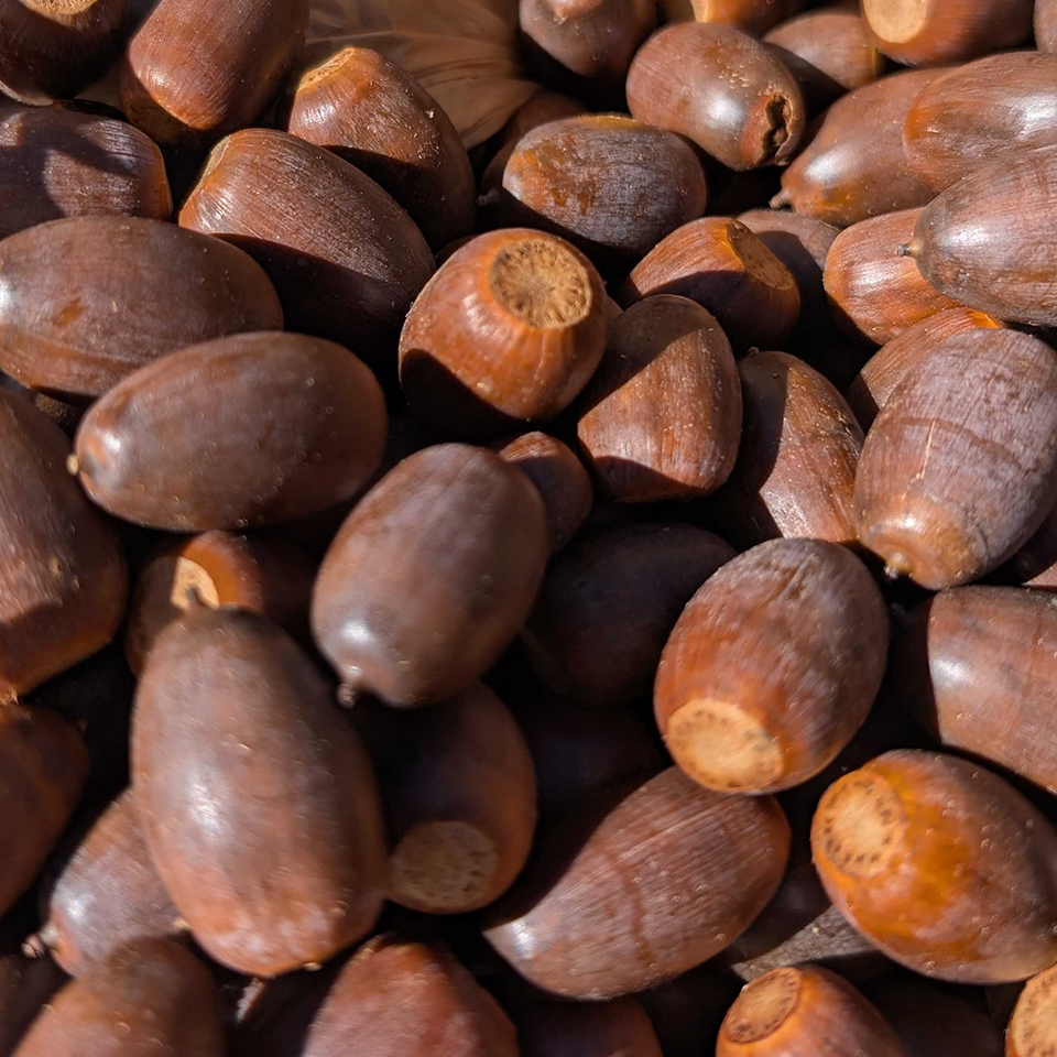 acorns collected for Project Pando