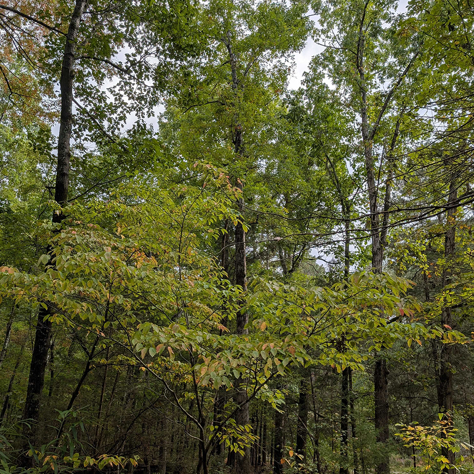 early Fall canopy