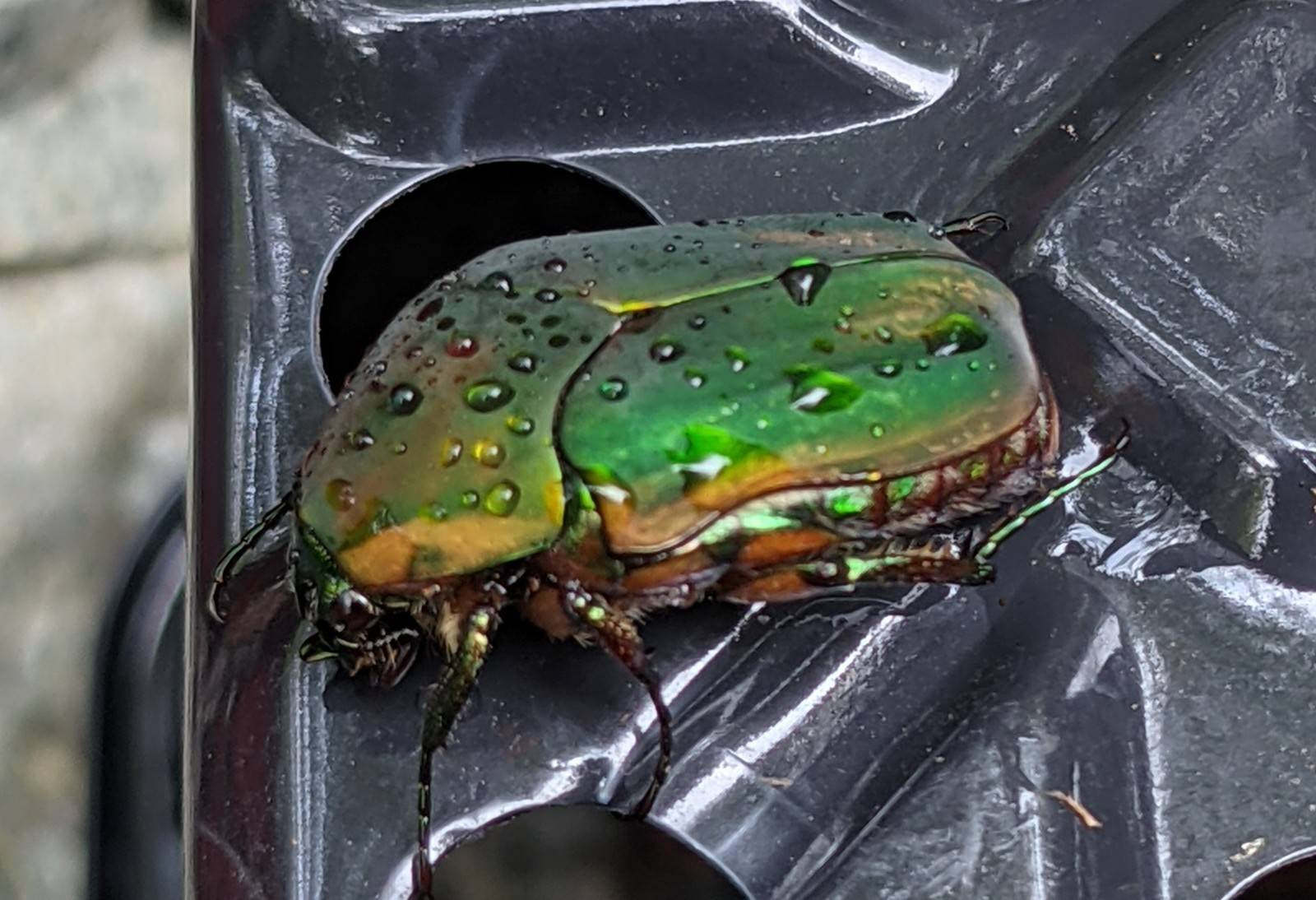 green June beetle