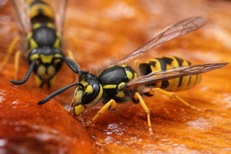 two yellowjackets