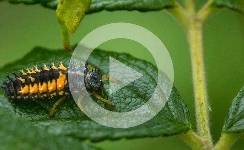 Saplings in an air pruning box.