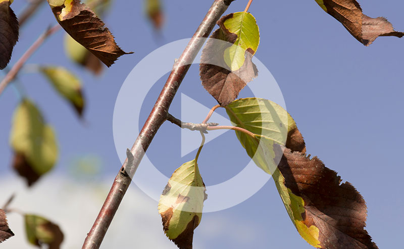 Brown leaves on a cherry tree from a drought.