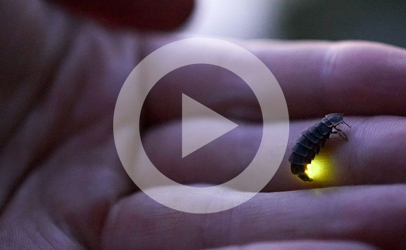 A firefly glowing in a dark yard at dusk.