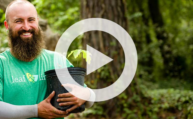 Small sapling being planted in healthy garden soil