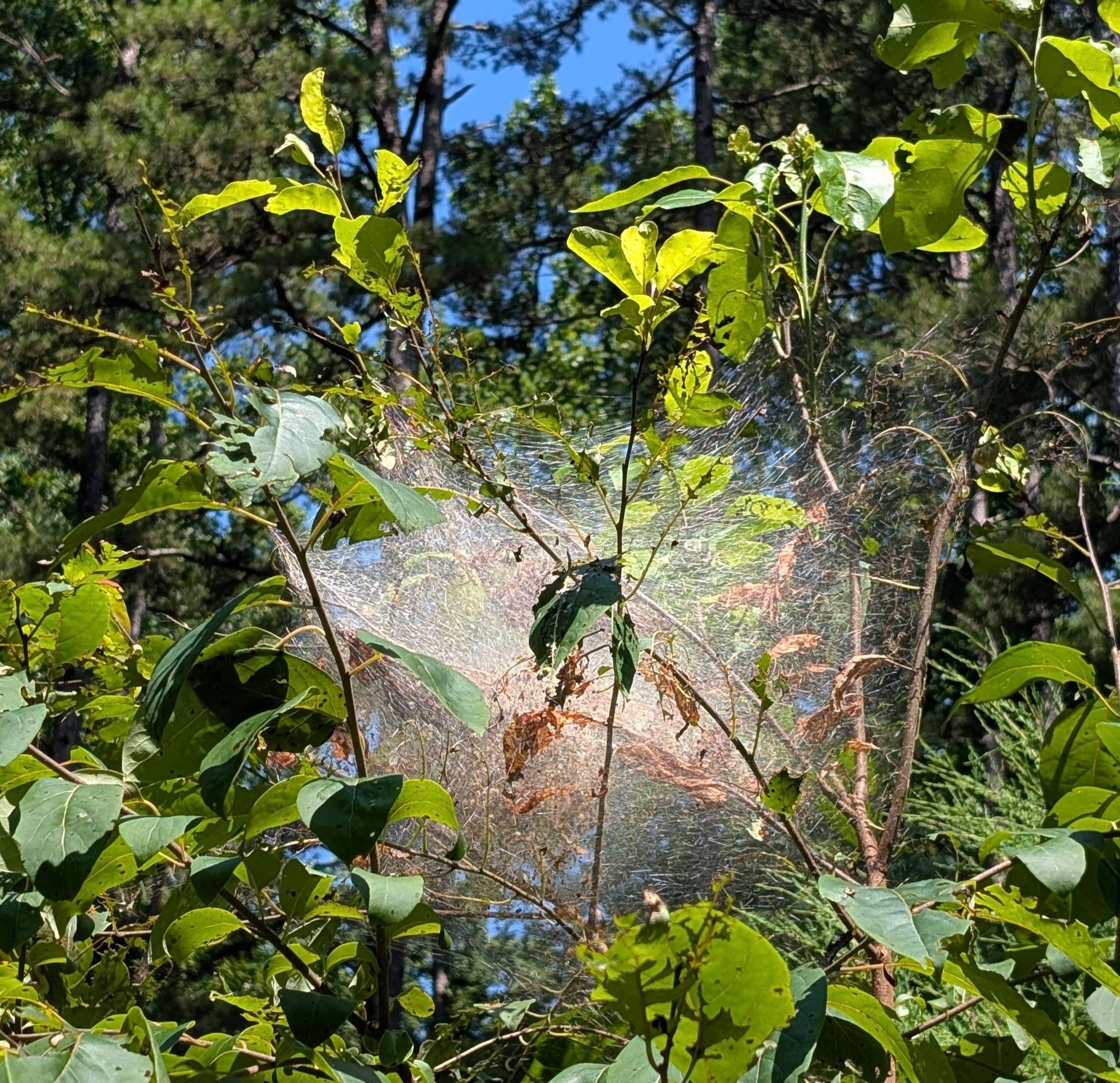 webworms