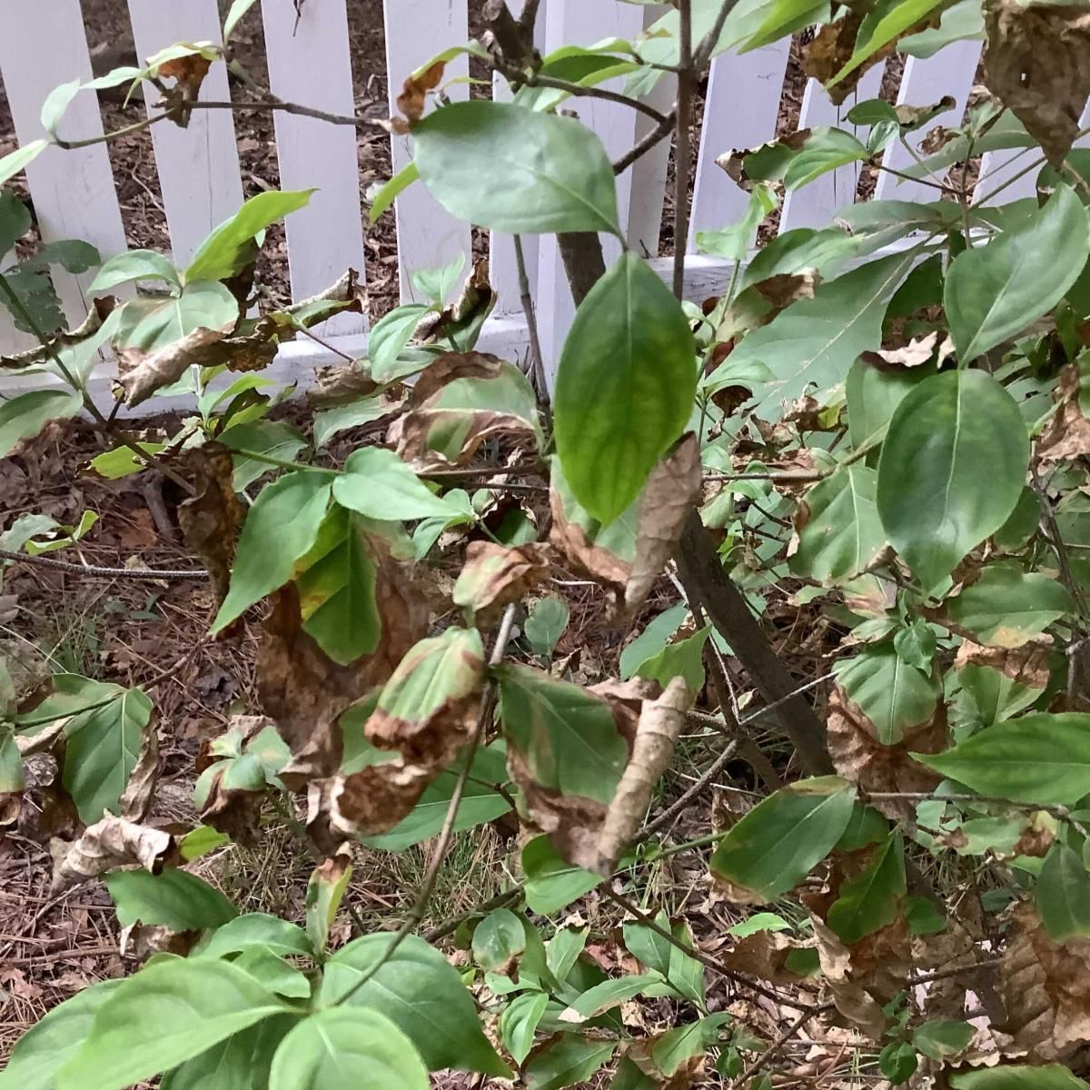 Leaves showing signs of heat stress