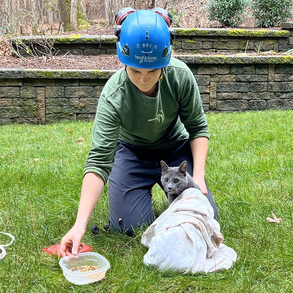 In fact, Andrea rescued so many cats this year that when you Google <i>raleigh cat tree rescue</i>, call Leaf & Limb is the first response.