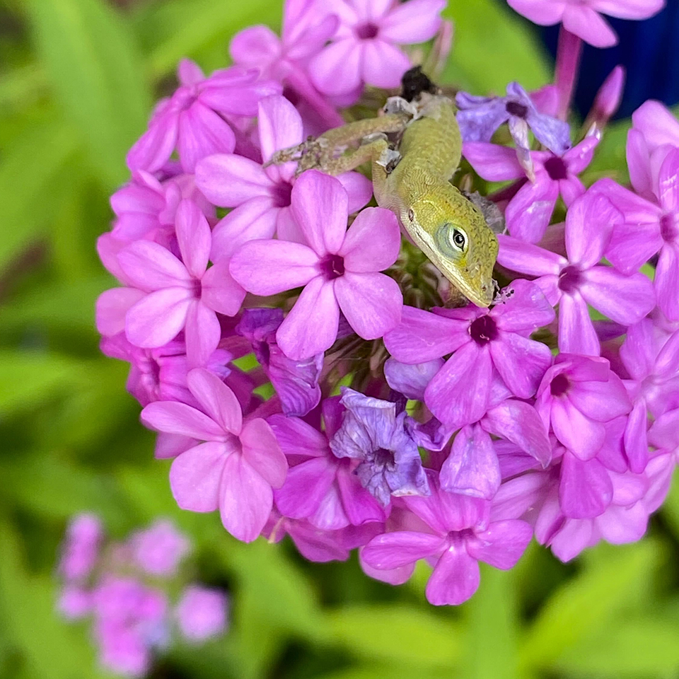 A newly hatched anole takes in the view from a bright summer bloom.